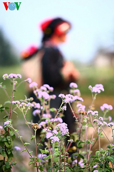 Весенние цветы на каменном плоскогоре Донгван - ảnh 16