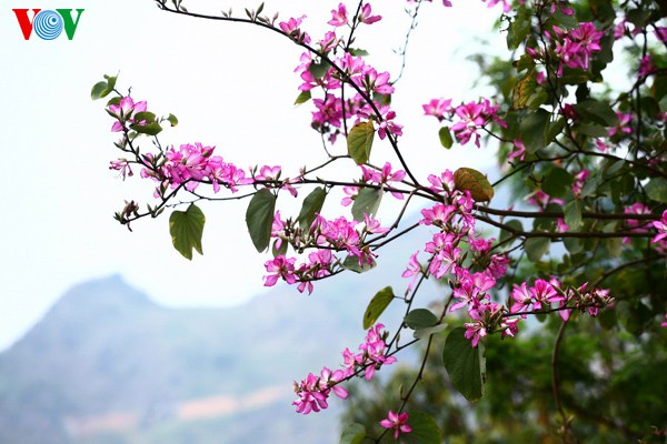 Весенние цветы на каменном плоскогоре Донгван - ảnh 18