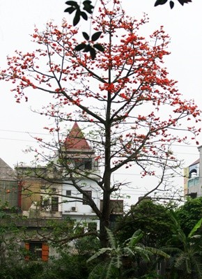 Красное хлопковое дерево в марте - ảnh 2