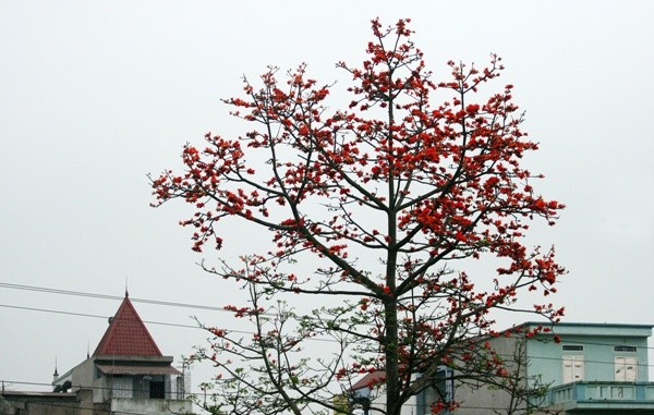 Красное хлопковое дерево в марте - ảnh 3