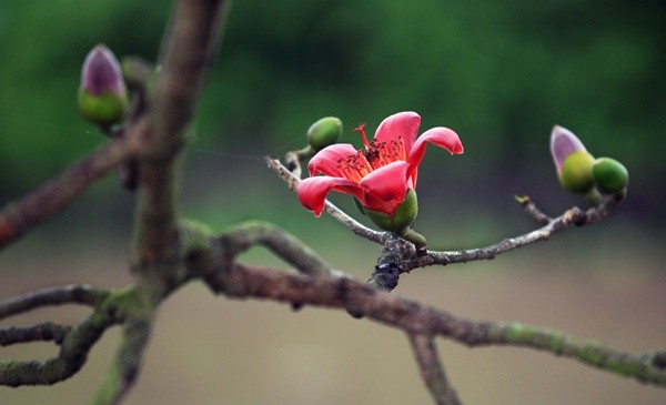 Красное хлопковое дерево в марте - ảnh 6