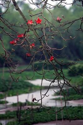 Красное хлопковое дерево в марте - ảnh 7
