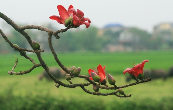 Красное хлопковое дерево в марте - ảnh 8