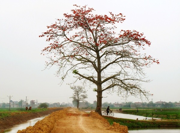 Красное хлопковое дерево в марте - ảnh 11