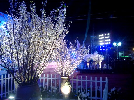 Во вьетнамском городе Халонге открылся праздник цветущей сакуры - ảnh 2