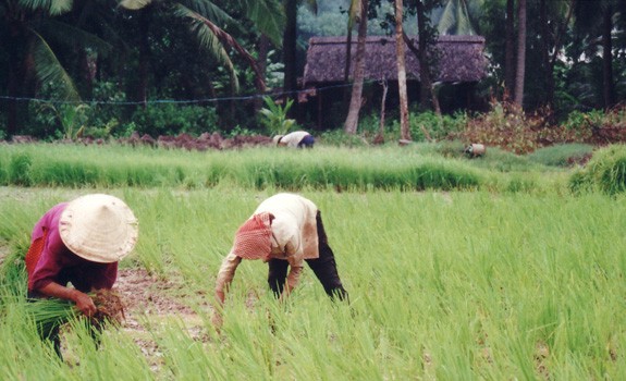 Присущее народности Кинь выращивание поливного риса - ảnh 1