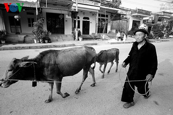 Посещение коровьего базара «Донгван» - ảnh 1