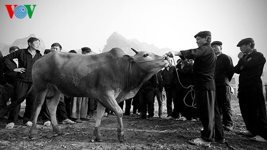 Посещение коровьего базара «Донгван» - ảnh 2