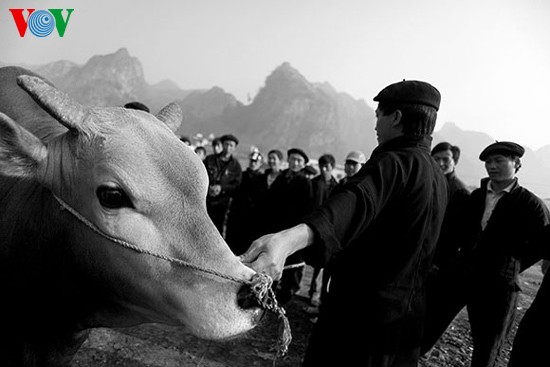 Посещение коровьего базара «Донгван» - ảnh 3