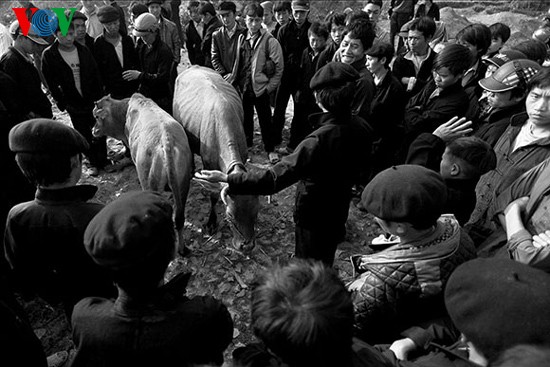 Посещение коровьего базара «Донгван» - ảnh 4