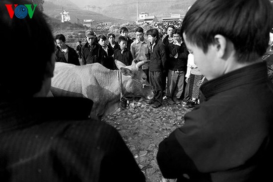 Посещение коровьего базара «Донгван» - ảnh 5