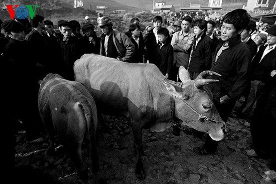 Посещение коровьего базара «Донгван» - ảnh 6