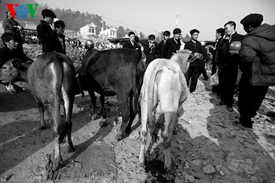 Посещение коровьего базара «Донгван» - ảnh 8