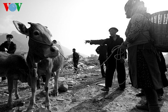Посещение коровьего базара «Донгван» - ảnh 12