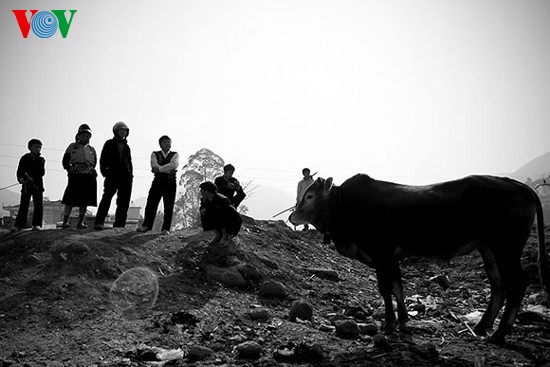 Посещение коровьего базара «Донгван» - ảnh 17