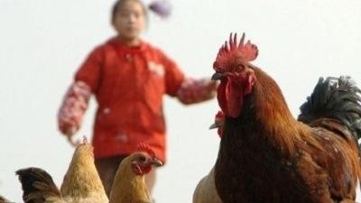 Во Вьетнаме не обнаружено ни одного случая заражения птицы вирусом гриппа AH7N9 - ảnh 1