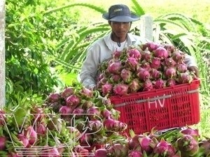 Вьетнам и Япония расширяют сотрудничество в сфере сельского хозяйства - ảnh 1