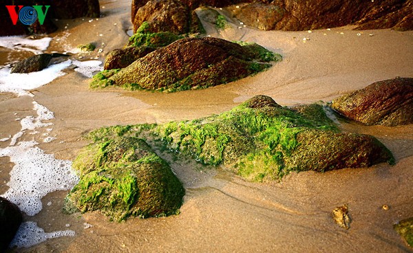Первобытная красота морского пляжа Хоаньшон - ảnh 6