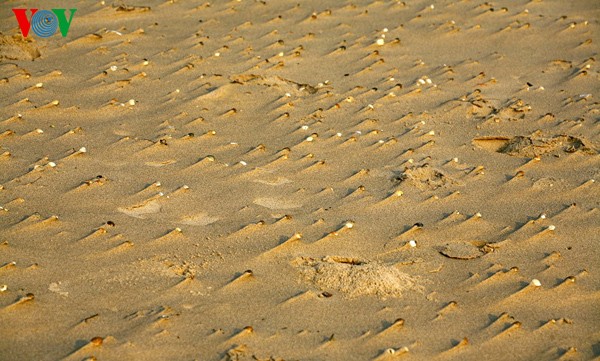 Первобытная красота морского пляжа Хоаньшон - ảnh 9