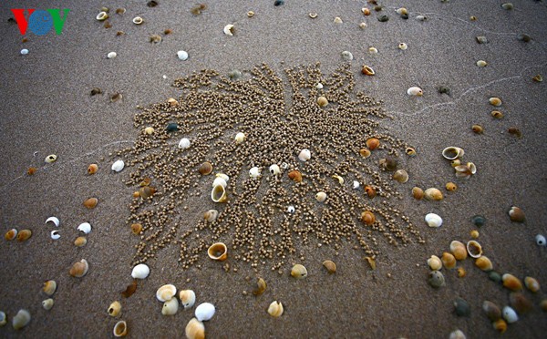 Первобытная красота морского пляжа Хоаньшон - ảnh 14