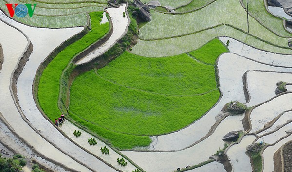 Террасные поля на северо-западе Вьетнама - ảnh 7