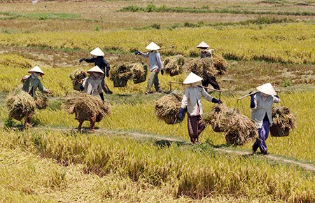 Cоюз вьетнамских крестьян играет ключевую роль в строительстве новой деревни - ảnh 2