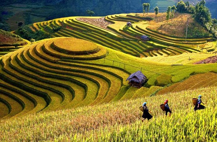 Культура террасного земледелия в высокогорных районах Северного Вьетнама - ảnh 1