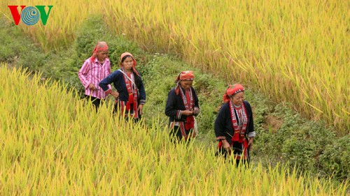 Террасные рисовые поля Хоангшуфи - ảnh 2