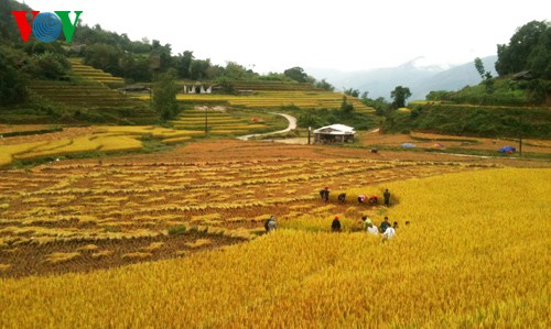 Террасные рисовые поля Хоангшуфи - ảnh 11