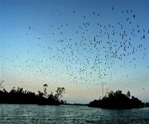 Птичий остров Чиланг-Нам – великолепное место, где обитают аисты - ảnh 2