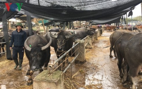 Базар рогатого скота в горном районе на севере Вьетнама - ảnh 3