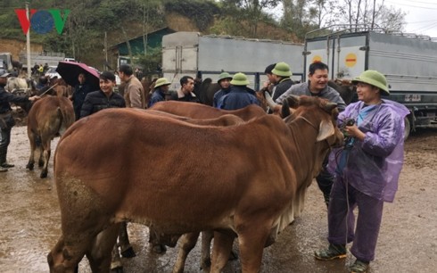 Базар рогатого скота в горном районе на севере Вьетнама - ảnh 4