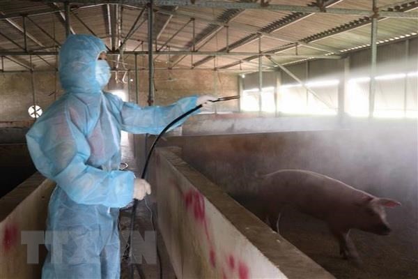 Вьетнам имеет все возможности для исследования и производства вакцины от африканской чумы свиней - ảnh 1