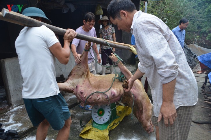 Сохранение редкой породы свиней в городе Монгкай - ảnh 1