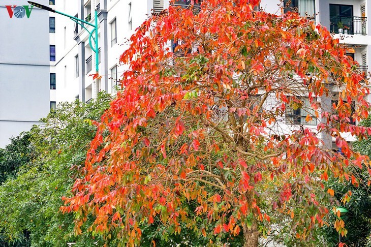 Красочный Ханой - листья деревьев меняют цвет - ảnh 2