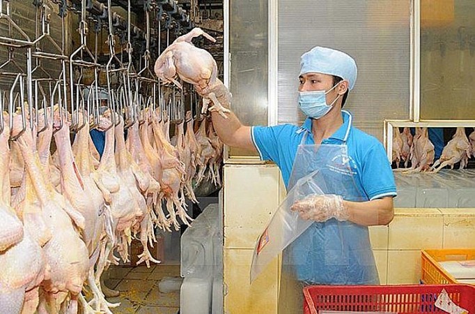 Россия – потенциальный импортёр вьетнамского куриного мяса - ảnh 1