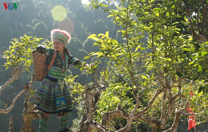 Чай Шантует – «аромат гор» на северо-западе Вьетнама - ảnh 1