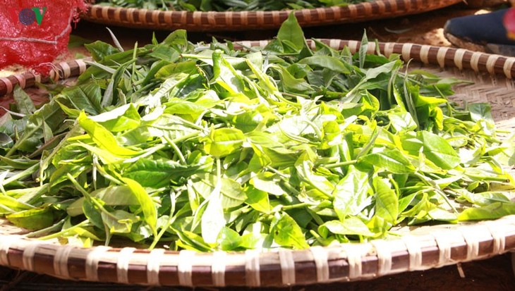 Чай Шантует – «аромат гор» на северо-западе Вьетнама - ảnh 2