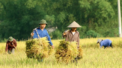 Nông dân khu vực Đồng bằng Sông cửu long phát triển nông nghiệp bền vững - ảnh 1
