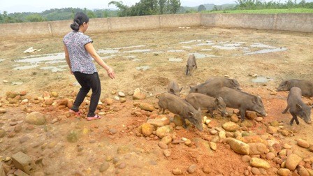 Chị Ninh Móc Sầu, vươn lên thoát nghèo bằng mô hình nuôi lợn rừng - ảnh 1