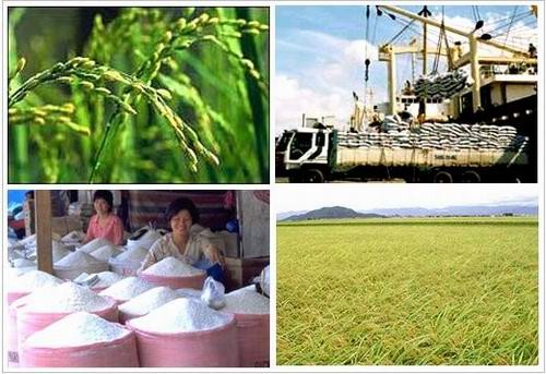 Hoạch định chiến lược dài hạn cho sản xuất lúa gạo xuất khẩu  - ảnh 1