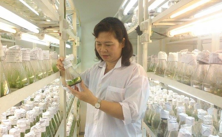 Tiến sỹ Hà Thị Thúy: Gửi đam mê khoa học vào những giống cây - ảnh 1