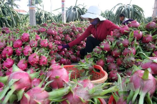 Australia công bố báo cáo dự thảo đánh giá việc nhập khẩu quả thanh long của Việt Nam  - ảnh 1