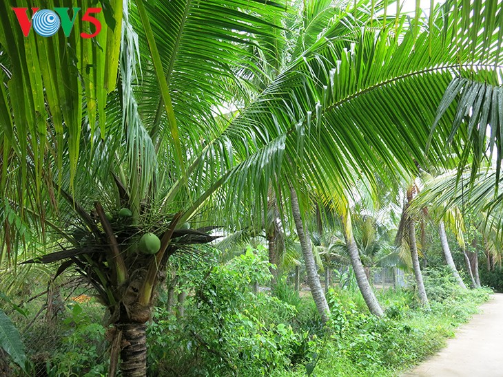 Cây dừa ở miệt vườn Bến Tre - ảnh 1