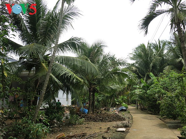 Cây dừa ở miệt vườn Bến Tre - ảnh 2