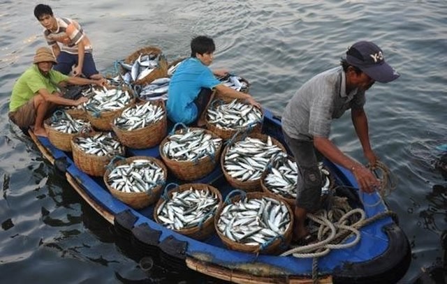 Hợp tác quản lý nghề cá và bảo vệ môi trường ở Biển Đông - ảnh 1