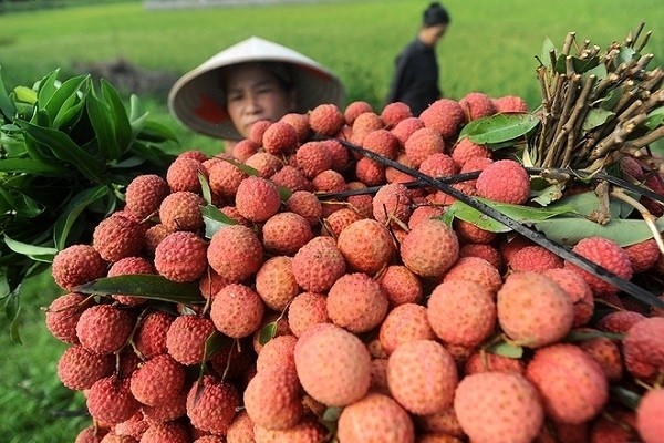 Tổng sản lượng vải thiều của Bắc Giang tăng 109% so với cùng kỳ năm 2019 - ảnh 1
