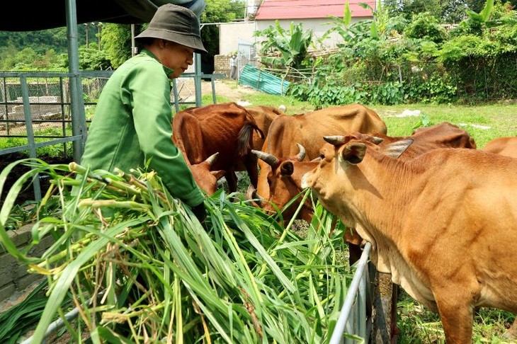 Trình độ C2 - Bài 11: Xóa đói giảm nghèo (Tiết 3) - ảnh 1