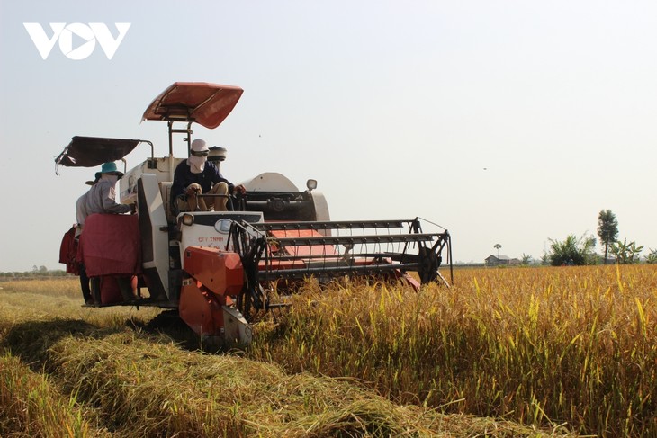Festival lúa gạo Việt Nam lần thứ V sẽ khai mạc tại Vĩnh Long - ảnh 1