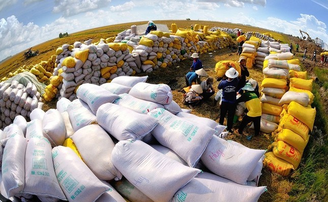 Tận dụng cơ hội cho xuất khẩu gạo của Việt Nam - ảnh 1